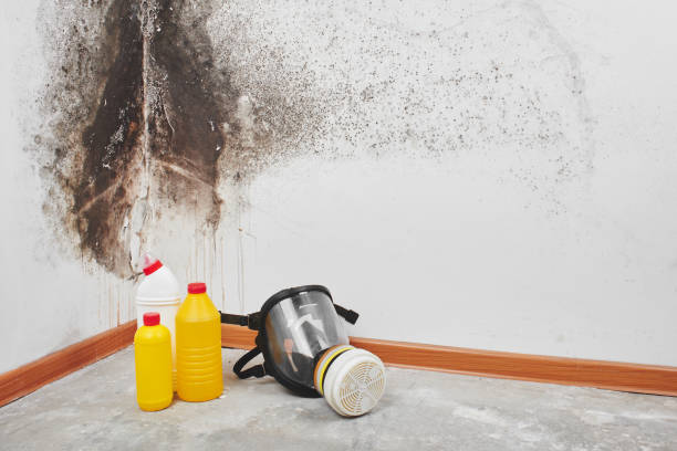 Best Emergency Mold Remediation in Twin Grove, IL