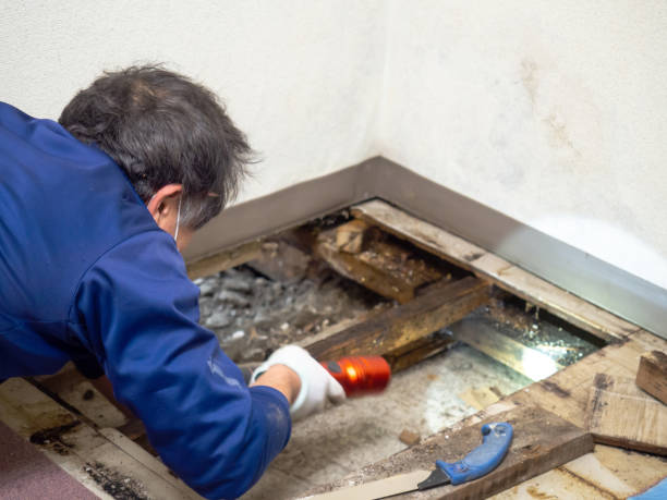 Best Mold Testing and Inspection Services in Twin Grove, IL