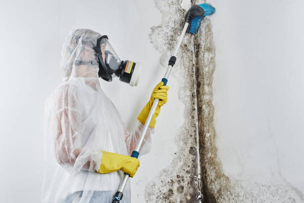 Best HVAC Mold Remediation in Twin Grove, IL