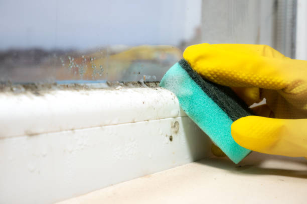 Best Kitchen Mold Remediation in Twin Grove, IL