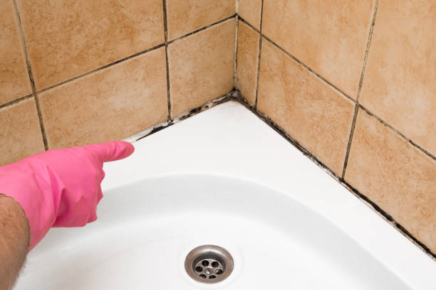 Best DIY Mold Remediation Support Services in Twin Grove, IL