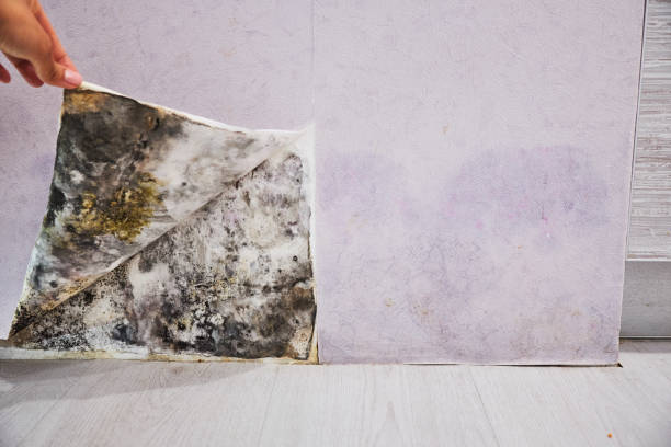 Professional Mold Remediation in Twin Grove, IL